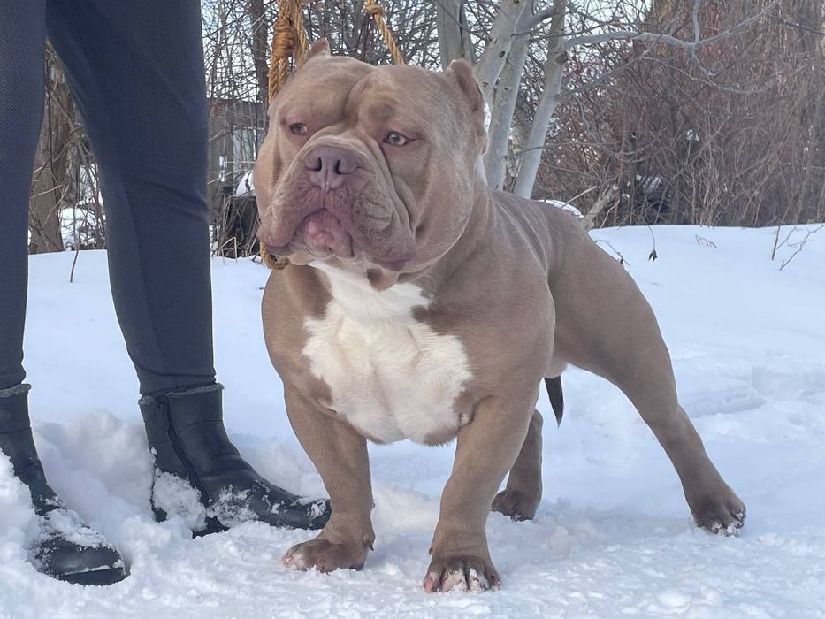 American Bully poket