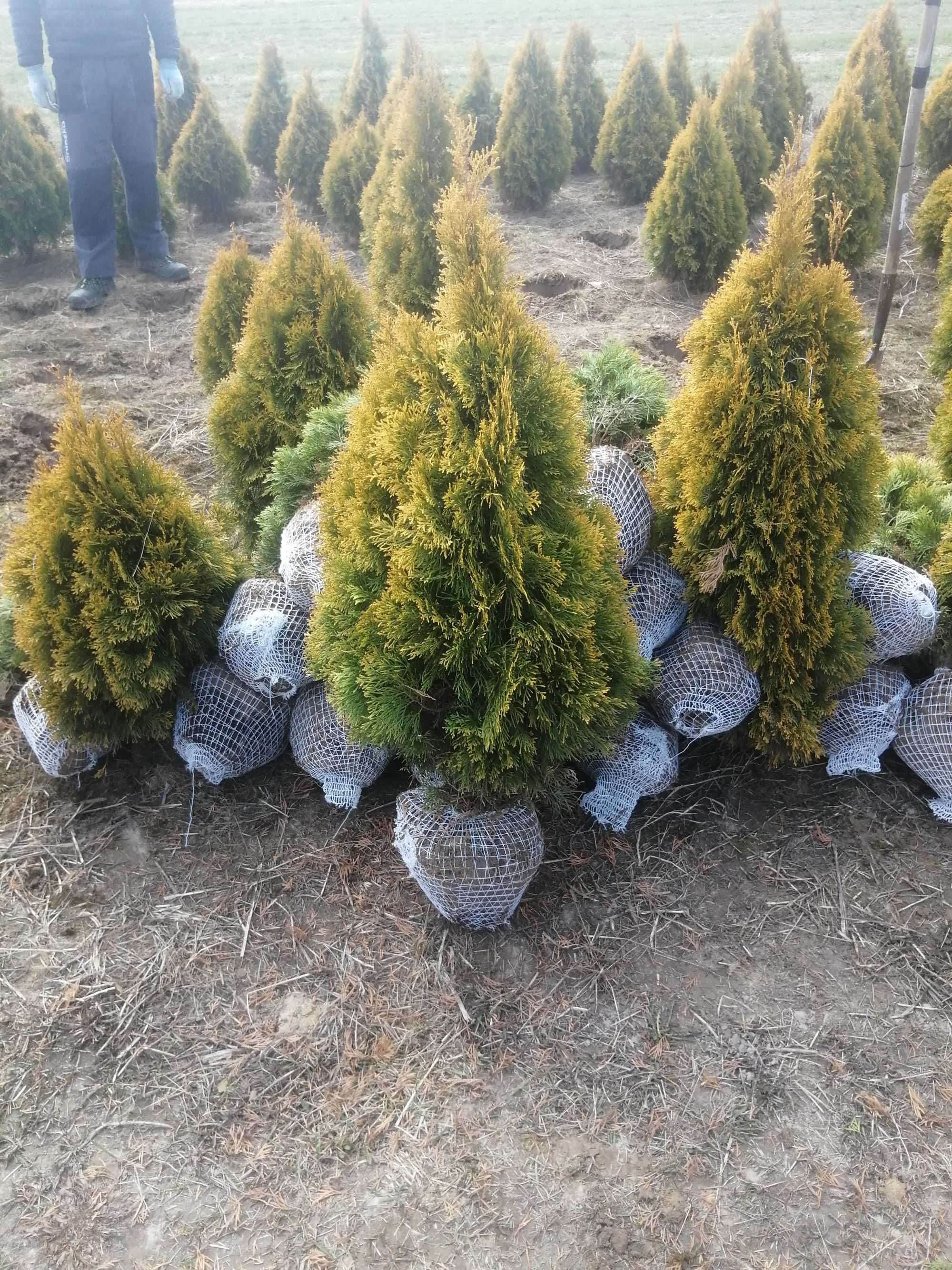 Thuja Tuja Golden Smaragd Szmaragd nie Brabant