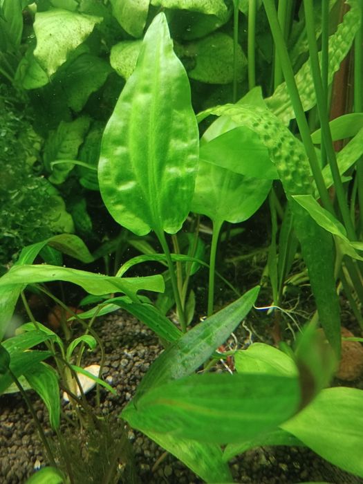 Kryptokoryna pontederiifolia, zwartka