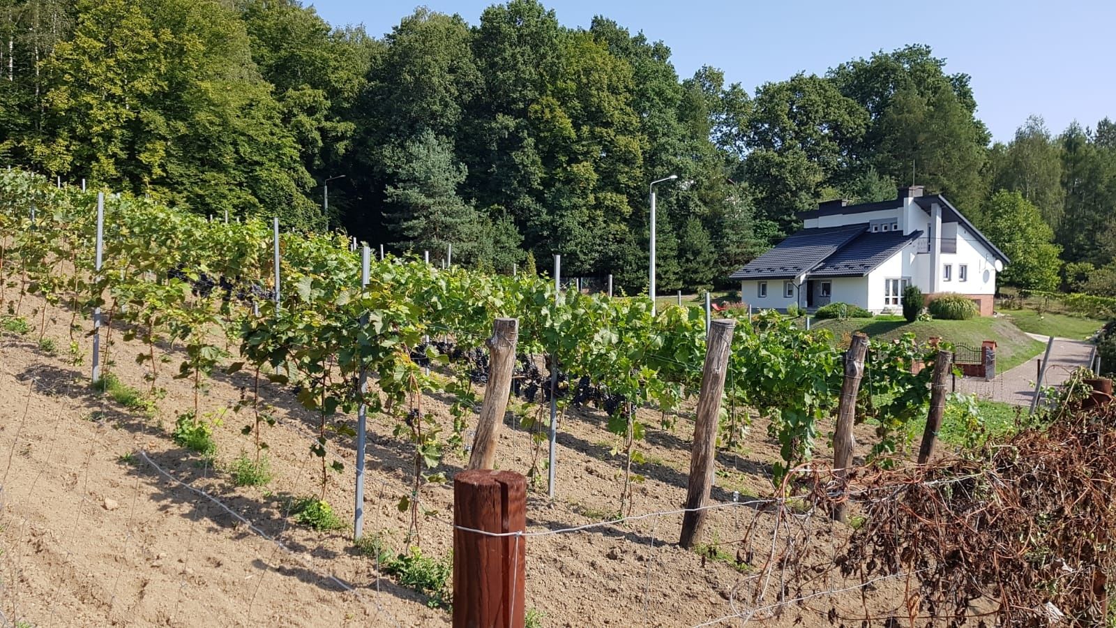 Zakładanie winnicy, pomoc, doradztwo, prowadzenie w pierwszych latach