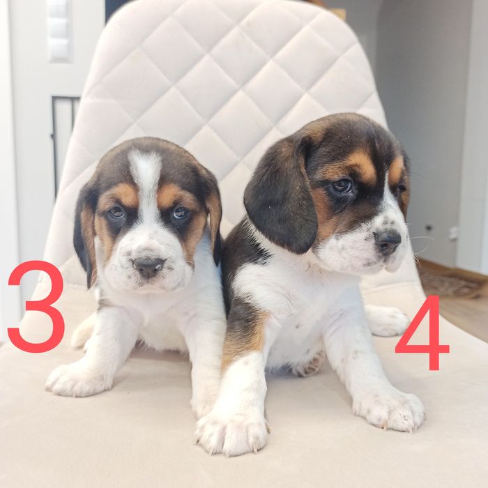 Piękny szczeniak Beagle tricolor gotowa do odbioru