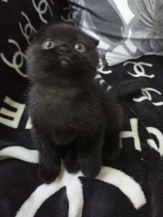 Шотландське кошеня.