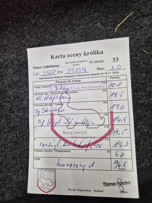 Olbrzym Belgijski samiec