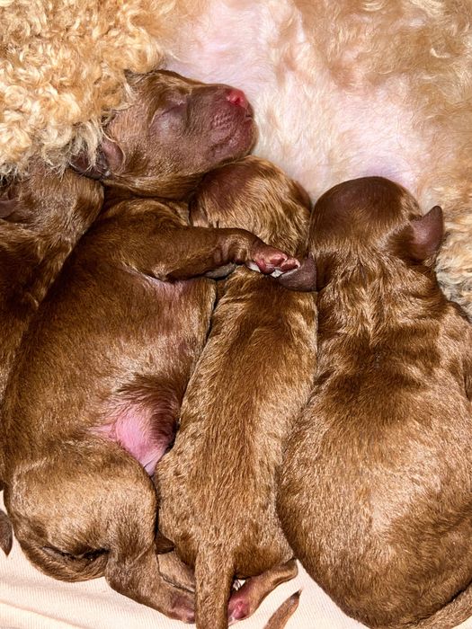 Вʼязка Той Пудель