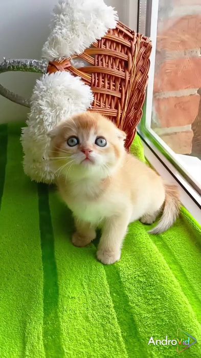 Класснючая вислоухая девочка золотая шиншилла