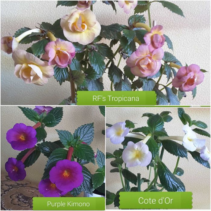 Цветы АХИМЕНЕСЫ, разноцветные, махровые, разные, РИЗОМЫ