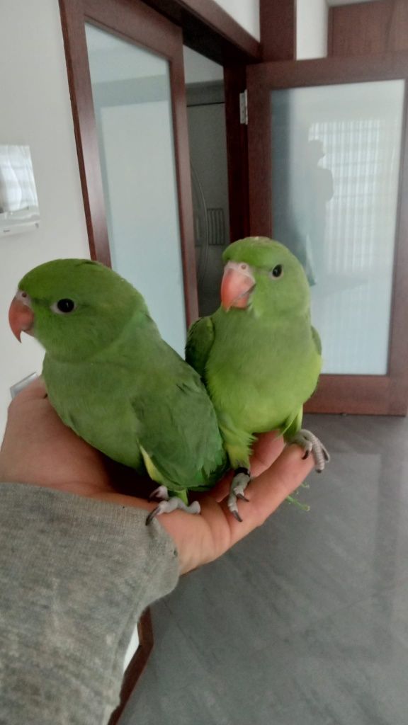 Ring neck domesticados