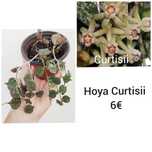 Hoya Curtisii - flor de cera