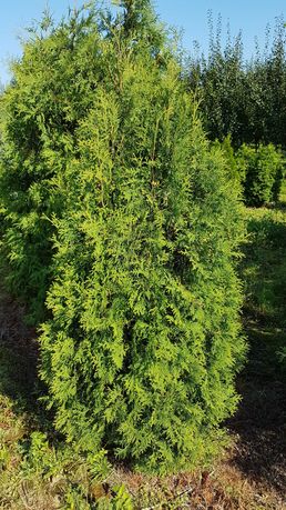 Tuja brabant 170 cm, thuja occidentalis, szmaragd, kolumna, świerk