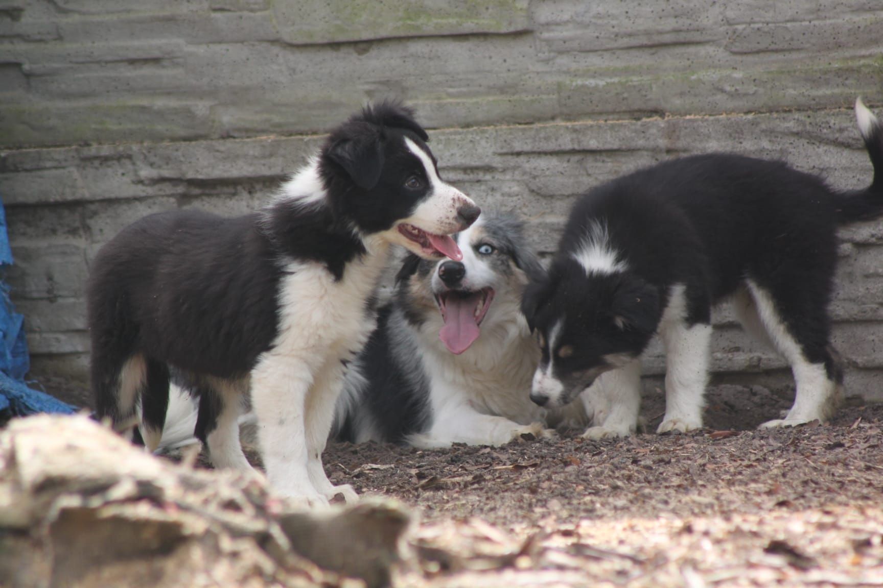 Suczka Border Collie z kompletem szczepień