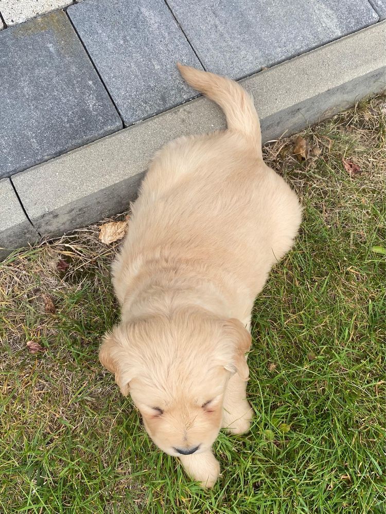 Golden retriever- suczka