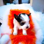 Suczka Yorkshire Terrier Biewer