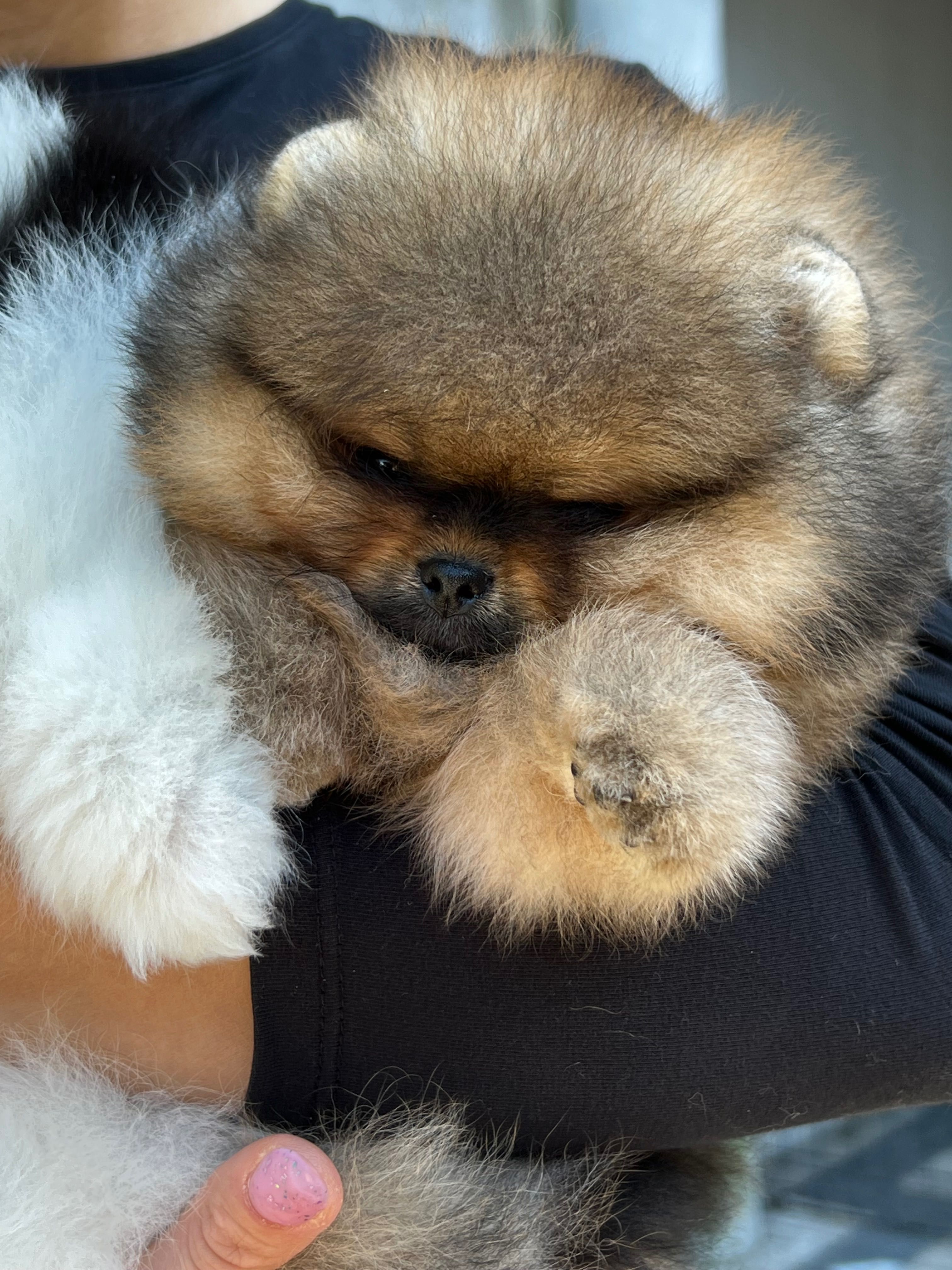 Pomeranian szpic miniaturowy FCI zkwp samiec
