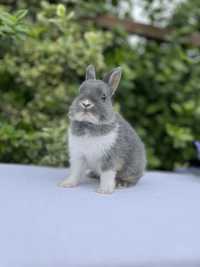 Найменші.кролики карликові.Нідерландські