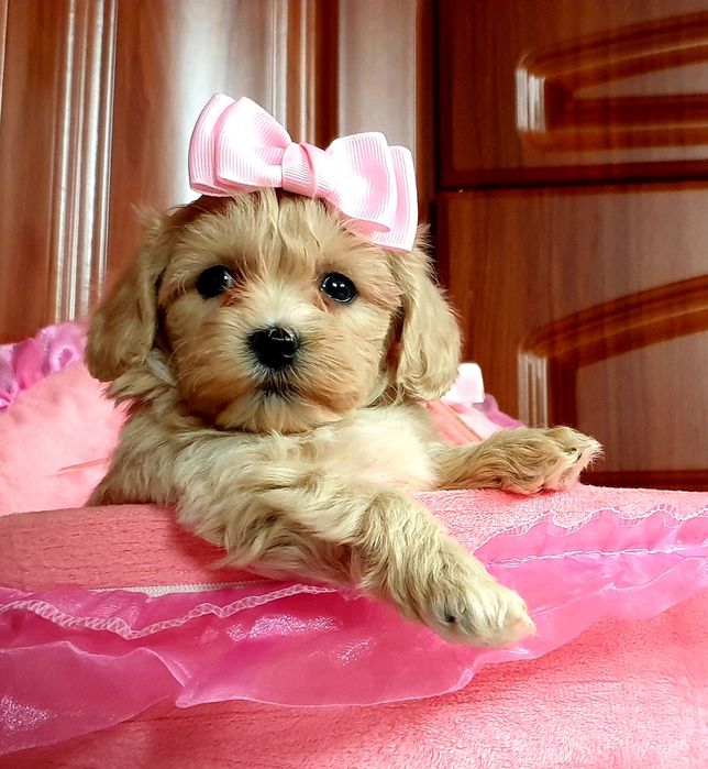 Maltipoo słodkie urwisy