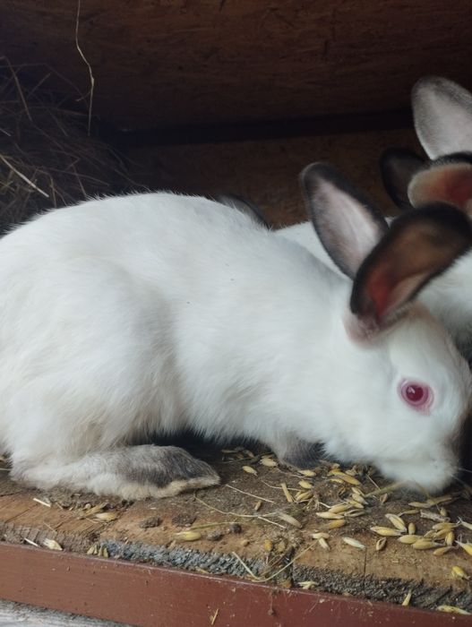 Króliki kalifornijskie