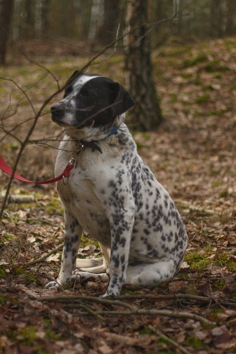 Łaciaty gentelmen czyli Ambaras czeka na dom