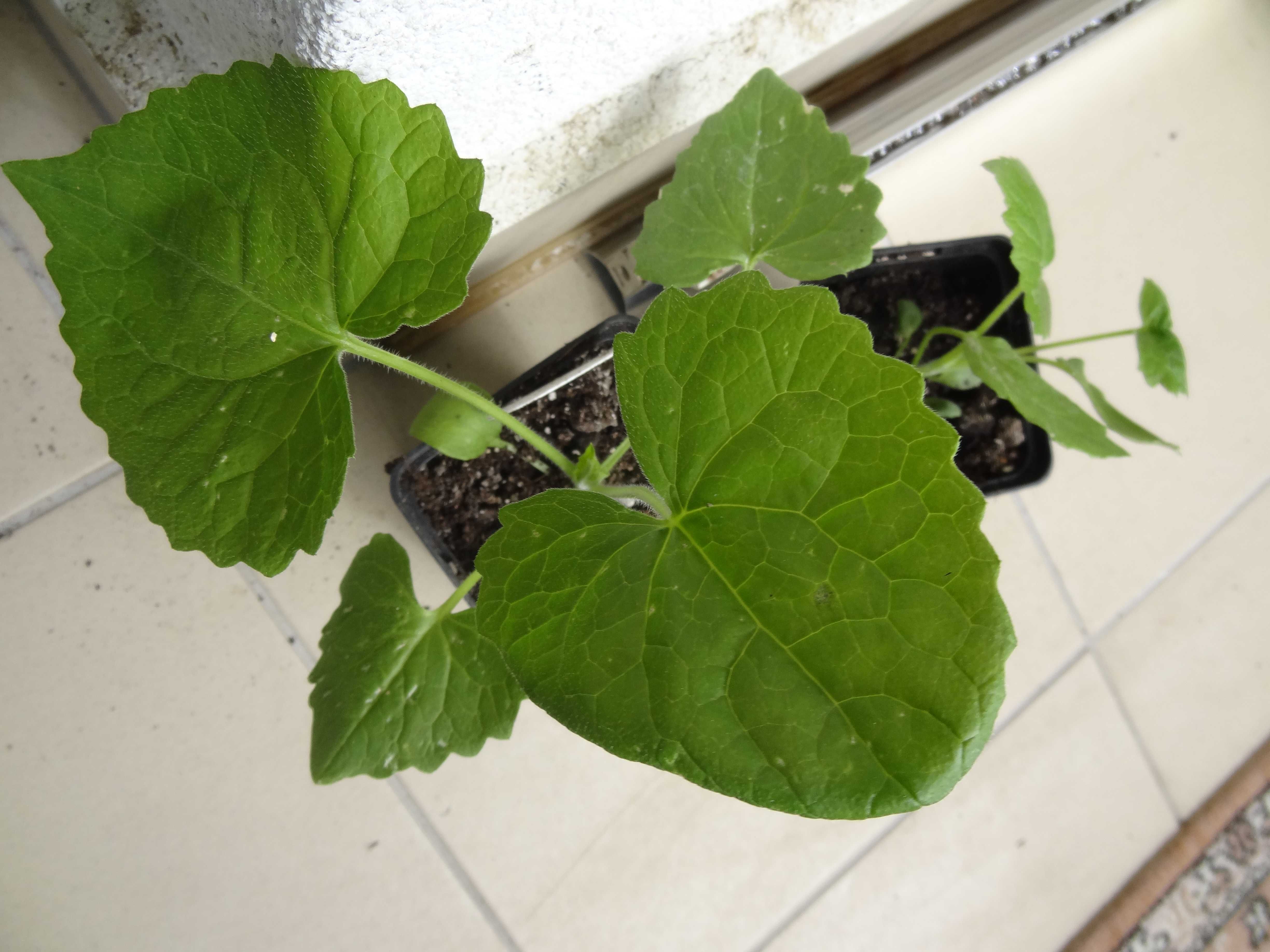 Miesiącznica roczna (Lunaria annua)w doniczce P9, judaszowe srebrniki