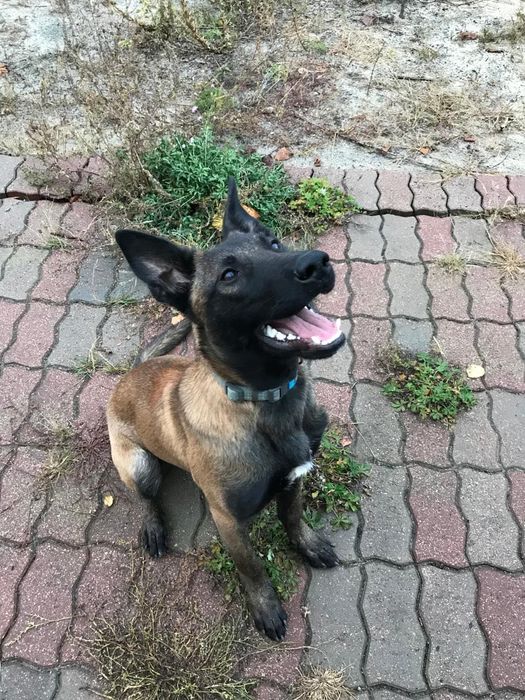 Бельгійська вівчарка