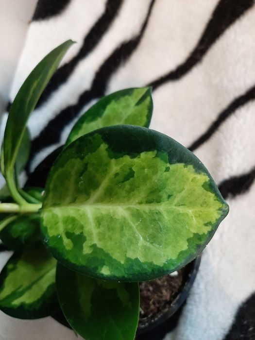 Hoya Australis Lisa.