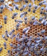 Rodziny pszczele przezimowane- na 4 ramkach Dadanta- matka Sklenar G10