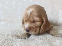 Suczka Cocker Spaniel Angielski