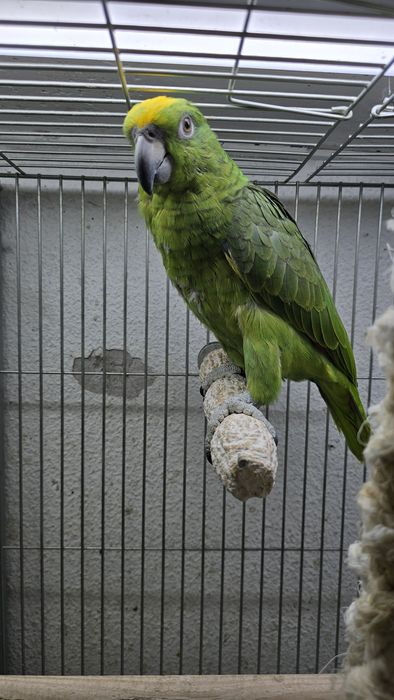 Papagaio Ocrocefalo