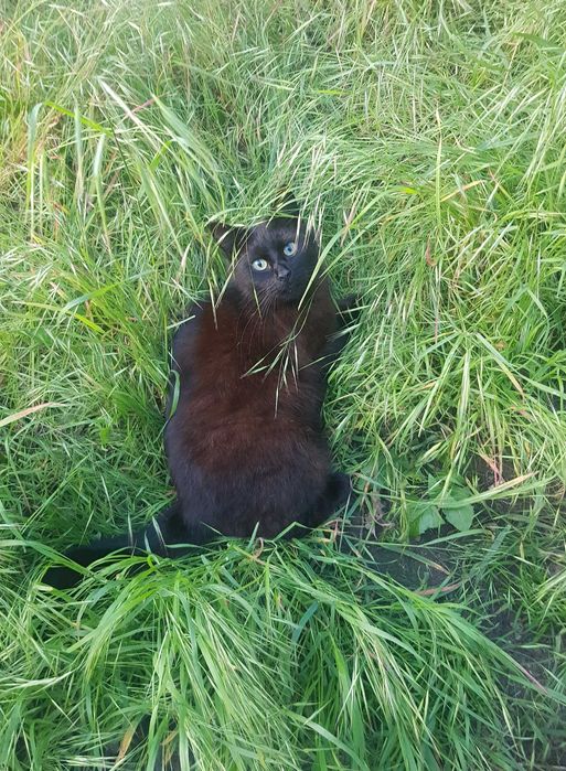 Onyx kocurek do adopcji