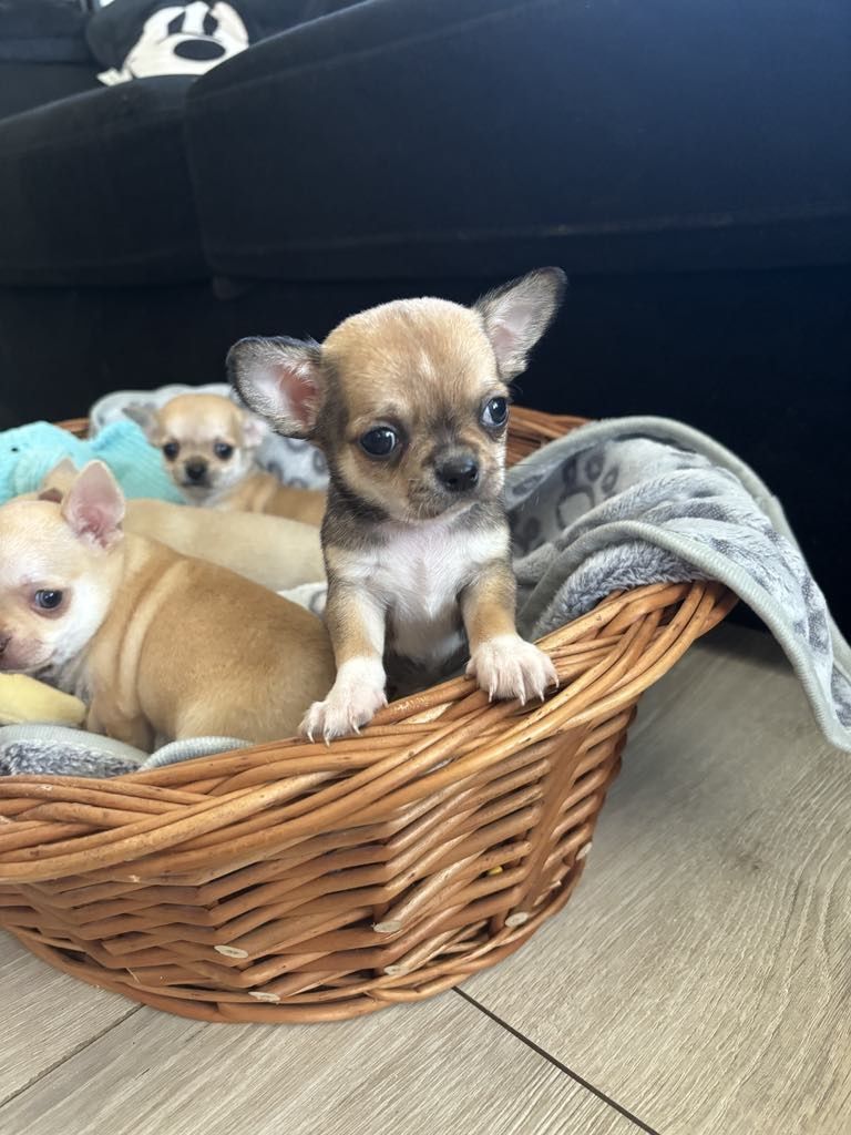 Chihuahua piesek kremowy