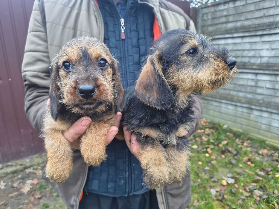 Jamnik szorstkowłosy standard suczka