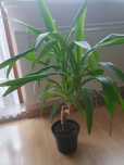 Juka 80 cm      .