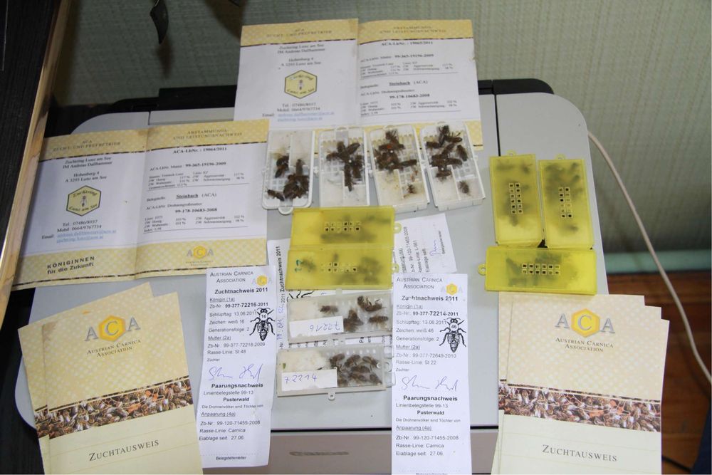 Бджоломатки Карніка Маха (від Георга Маха) Німеччина. матка.бджоли