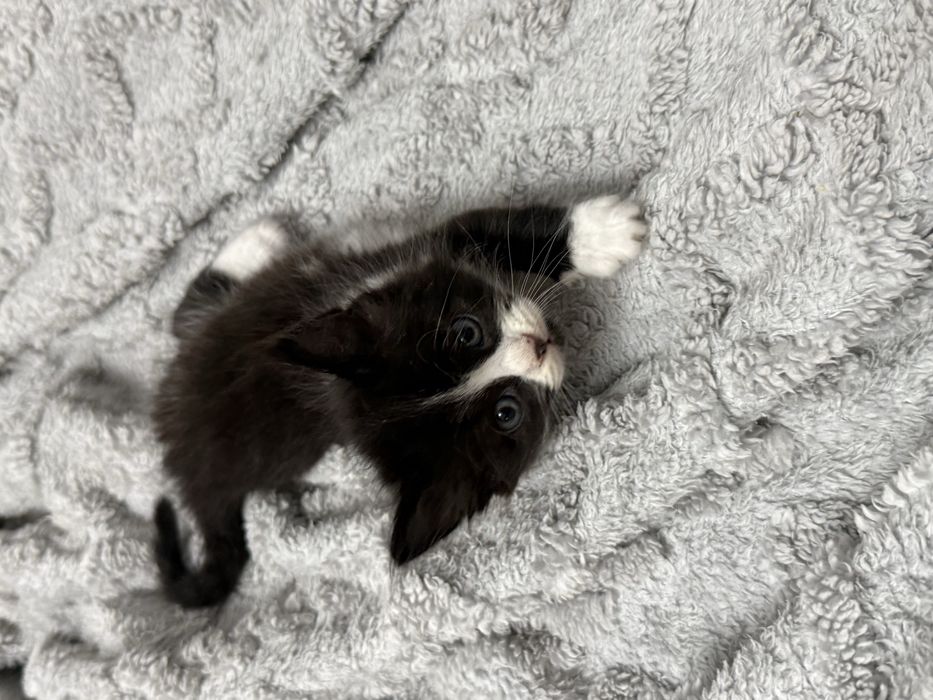 котята , кошенята