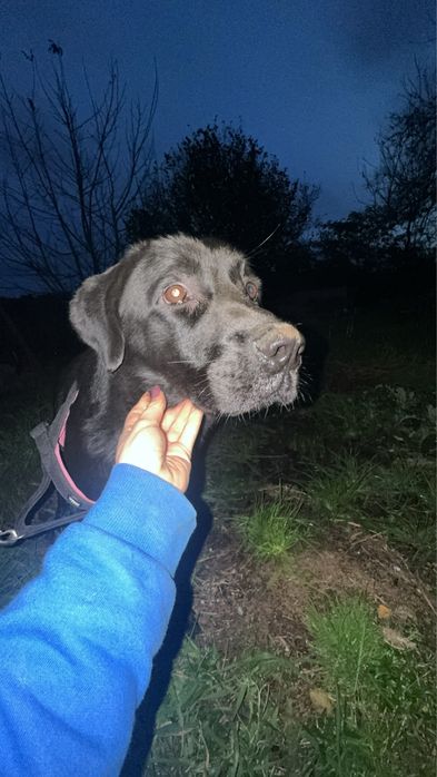 Oddam ZA DARMO suczkę Czoko szuka kochającego domu