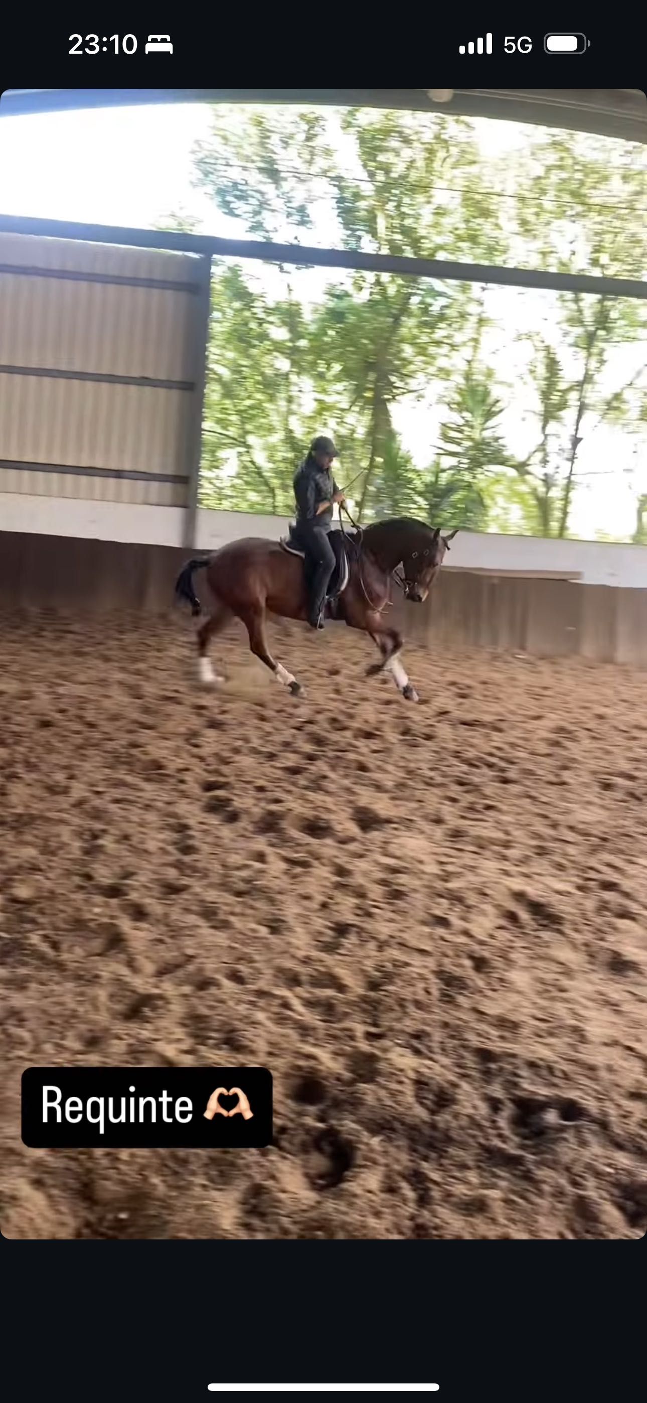 Cavalo lusitano letra R