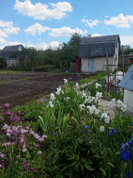 Продам дачу в Барашевському масиві
