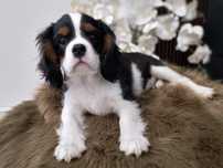 Cavalier King Charles spaniel - piesek