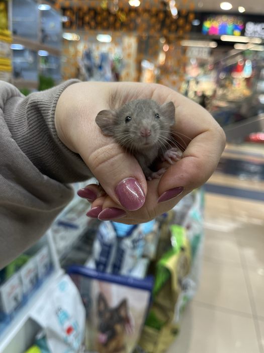 Декоративні пацючки (малюки) 1 міс