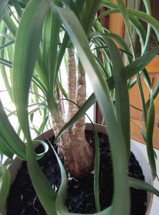 Nolina - stopa słonia