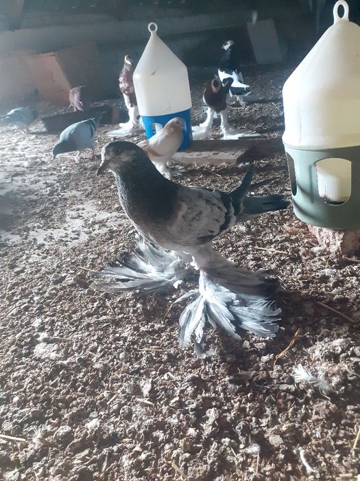 Gołębie ozdobne garłacze pomorskie