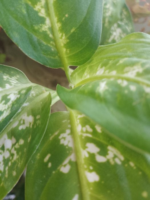 Продам  вазони..