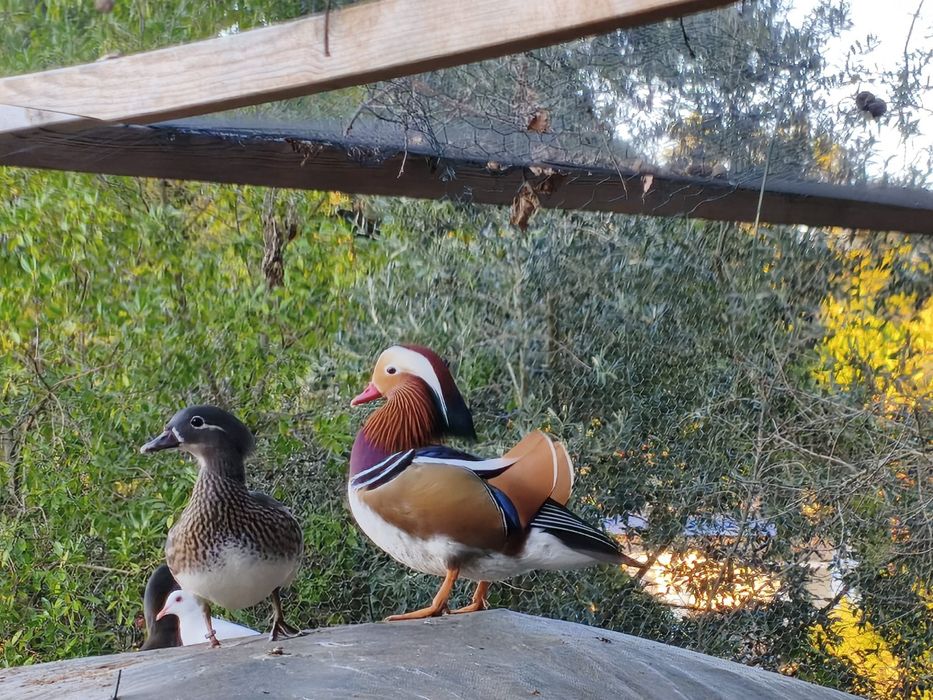 Casal de patos mandarim