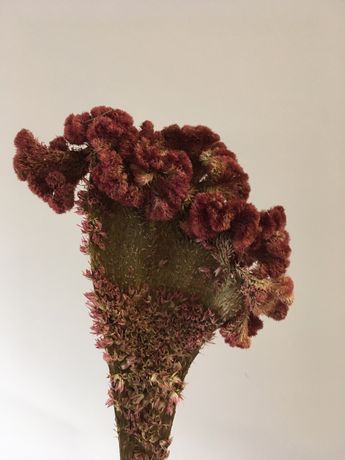 Сухоцвет целозии ( петушинный гребешок)