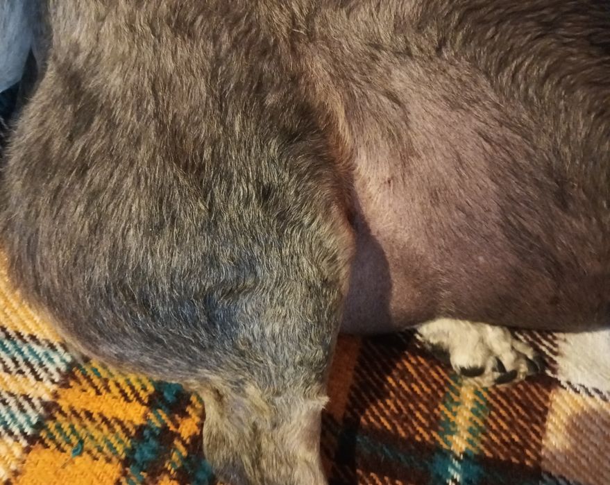 Diagnostyka oraz leczenie Pieska