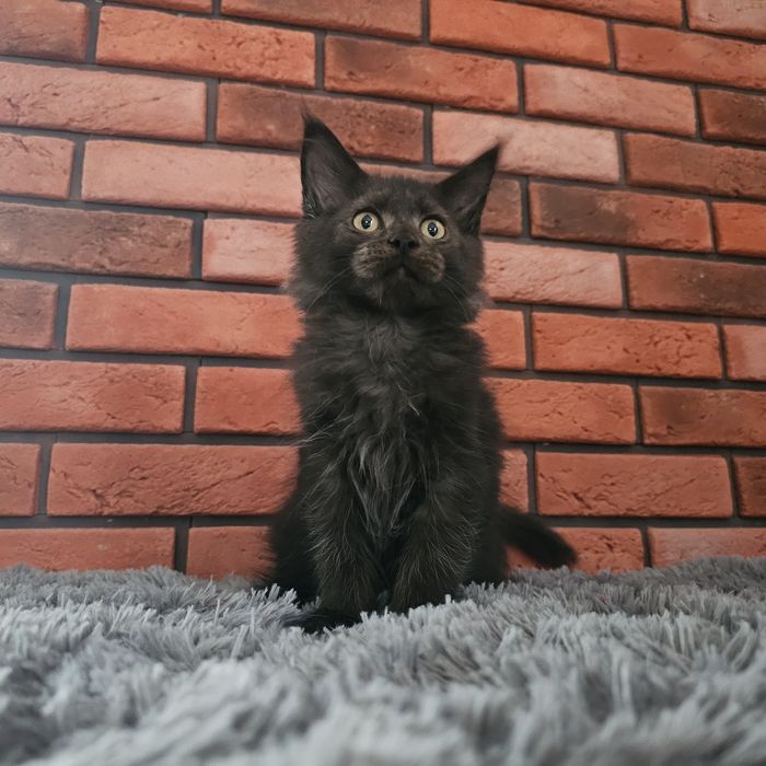 Kocurek Maine coon rodowód Fpl