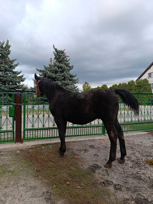 Sprzedam ogierka śląskiego