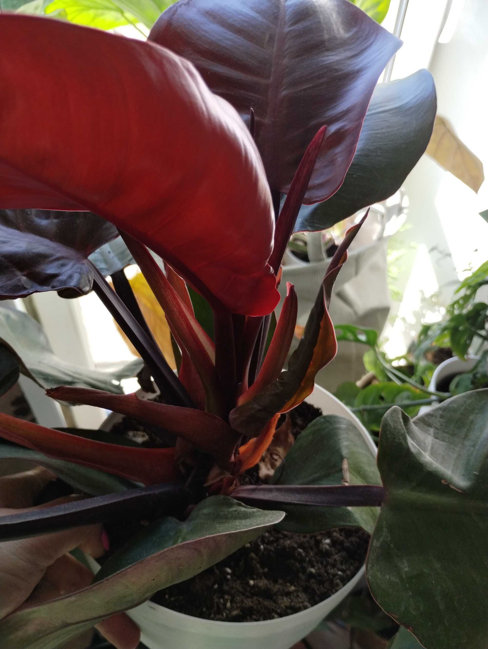 filodendron imperial red szczyt