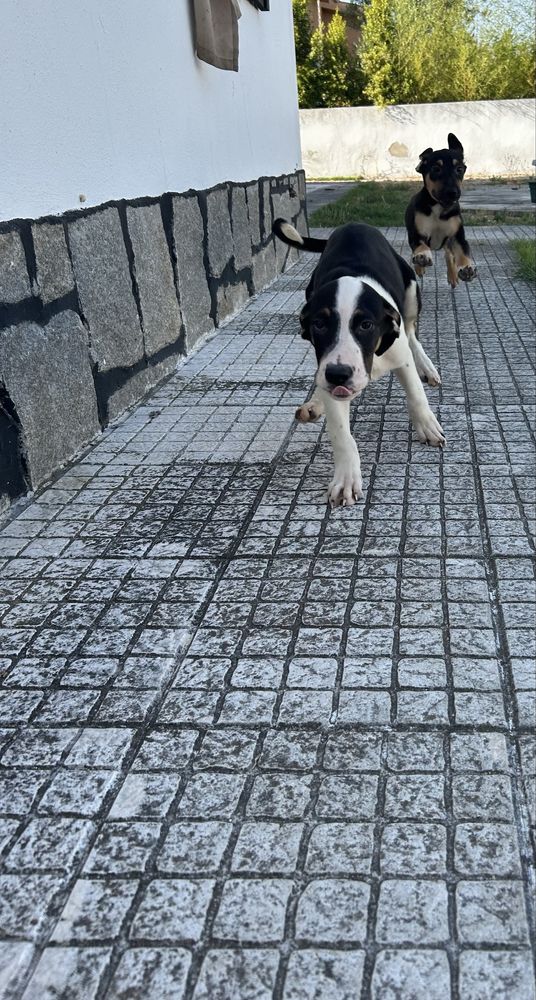 Adoção Responsável (Cães Bebés)