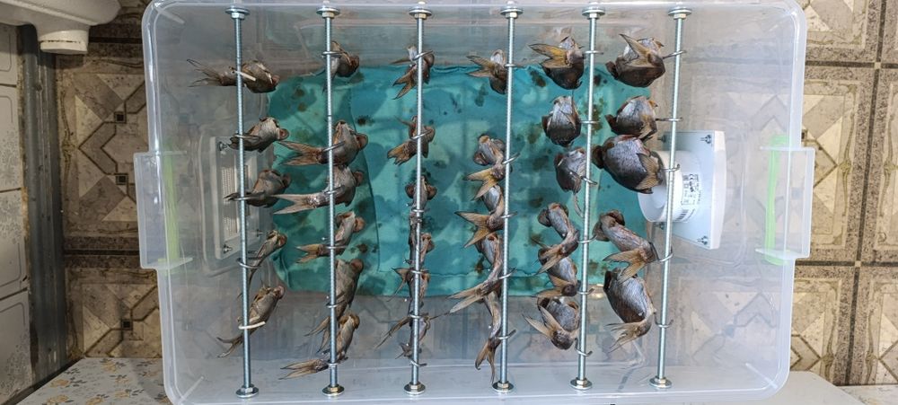 Сушилка для риби