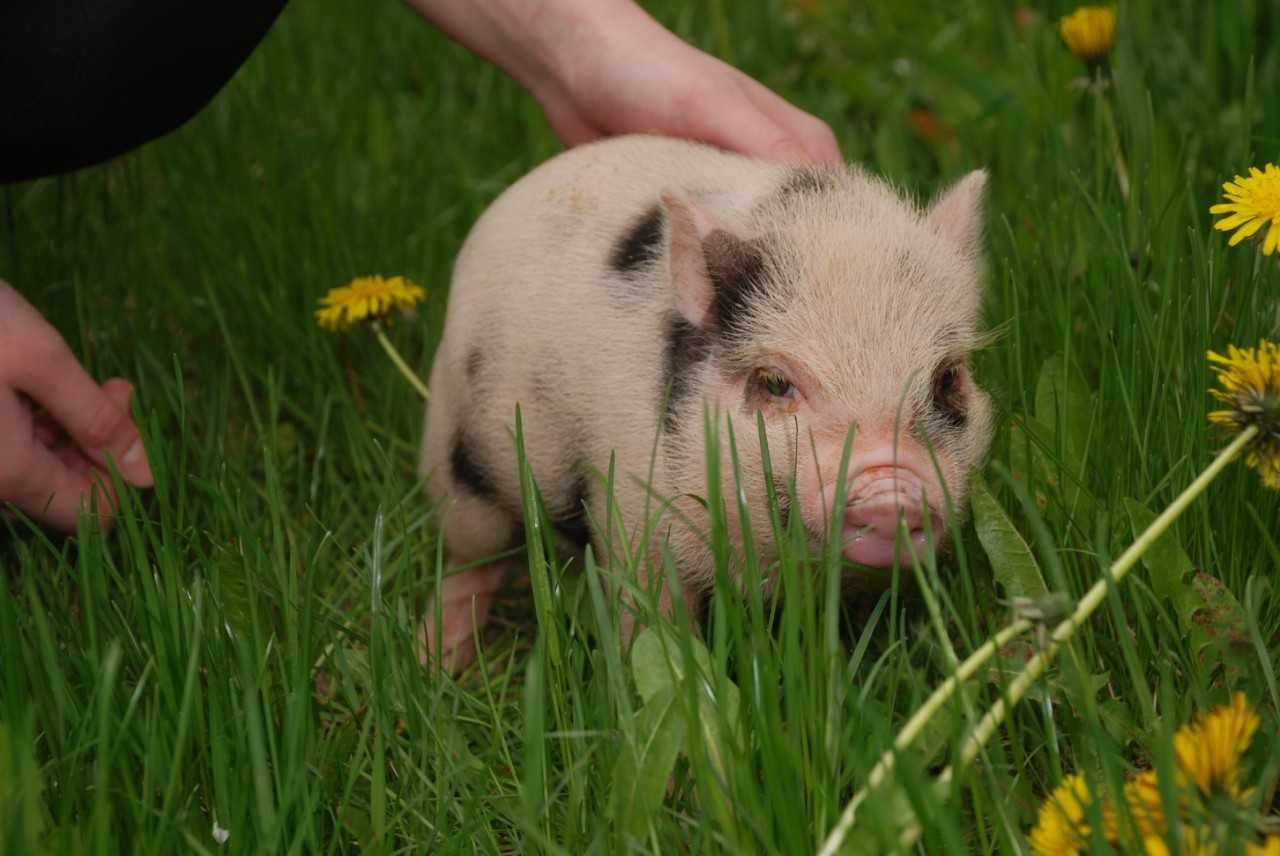 Поросята Mini Pig, карликовые свинки породы бергштрессер книрт